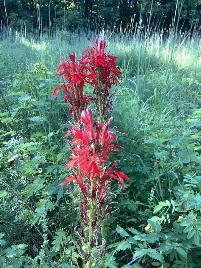 Cardinal Flower in flower