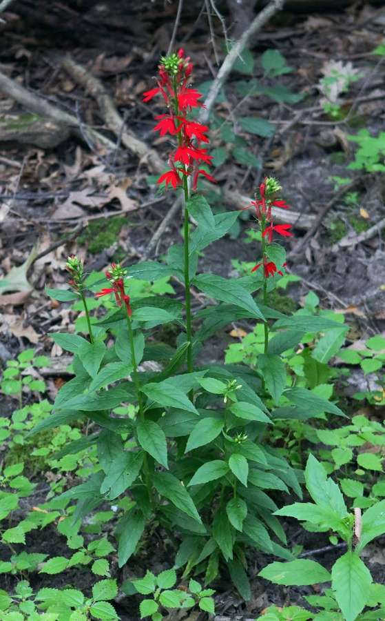 Cardinal Flower (Lobelia cardinalis)