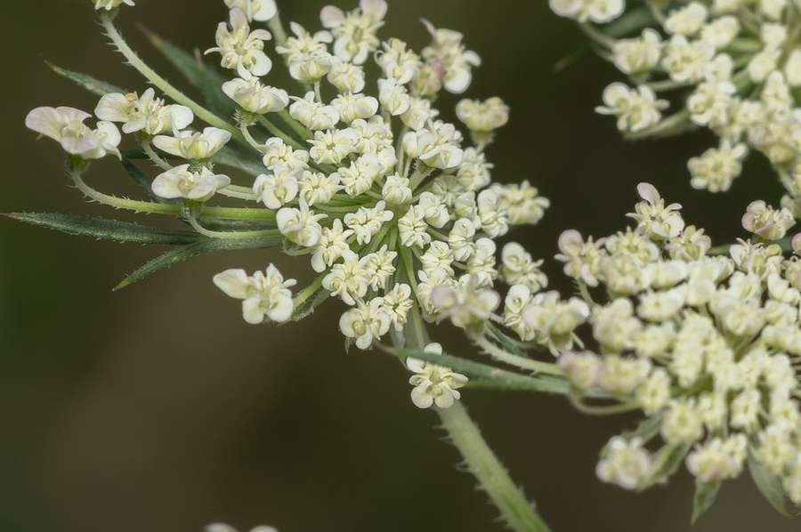 Carrot in flower