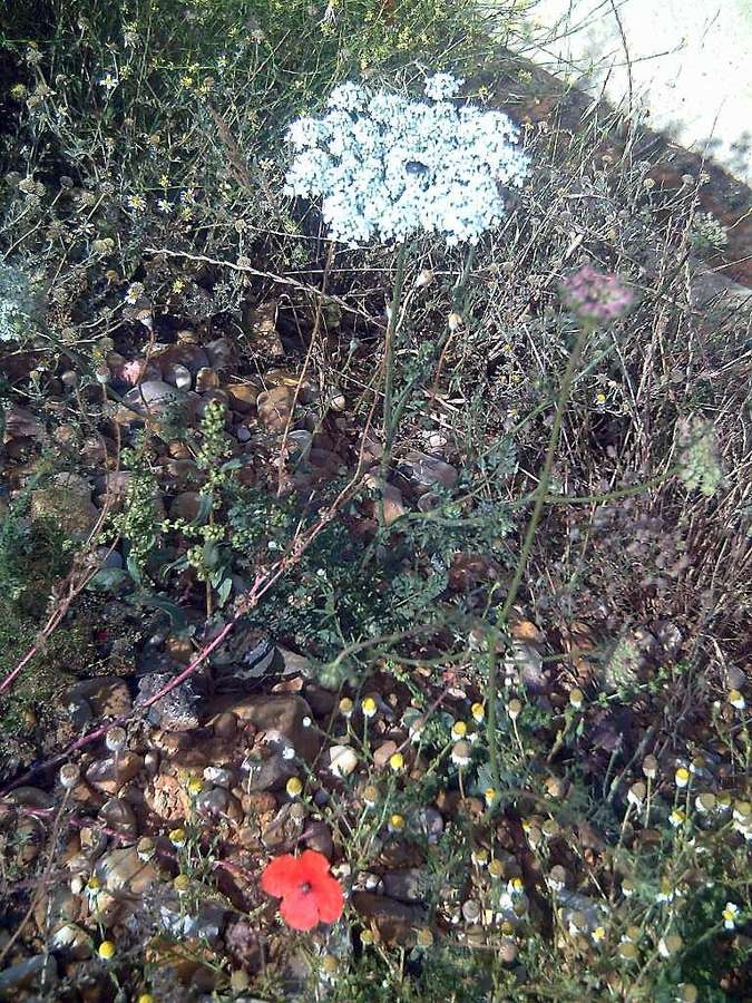 Carrot (Daucus carota)