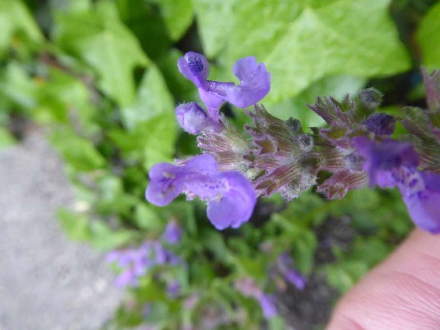 Catmint in flower