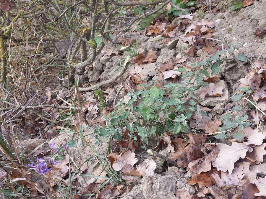 Catmint (Nepeta racemosa)
