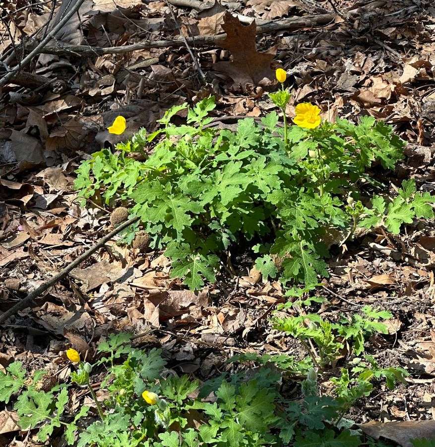 Celandine Poppy in flower