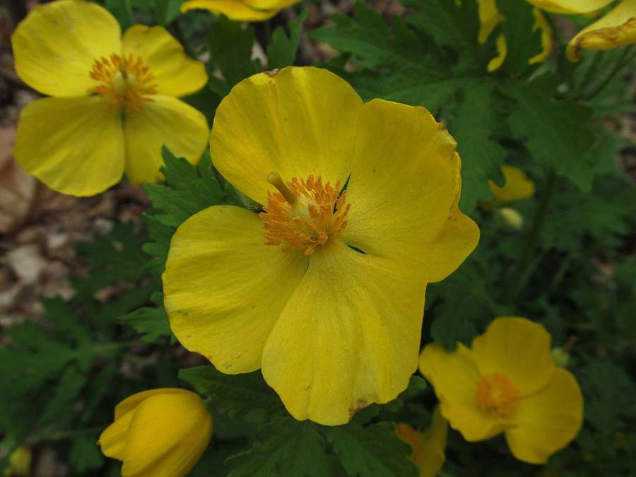 Celandine Poppy (Stylophorum diphyllum)