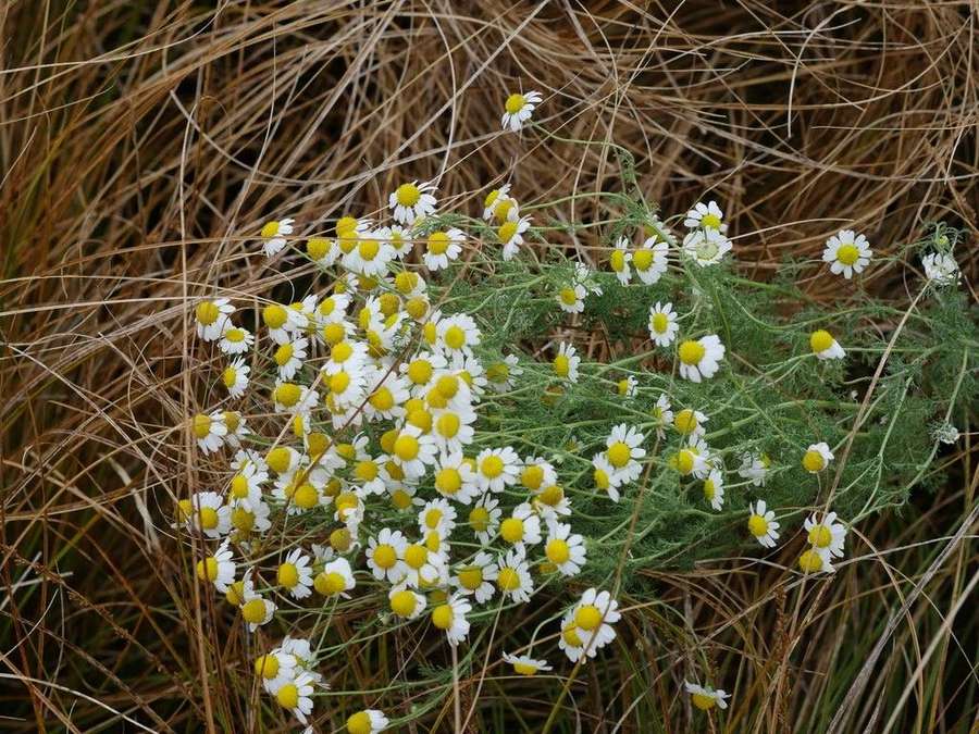 Chamomile in flower