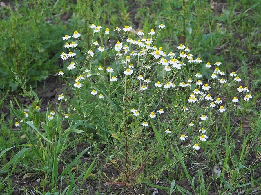 Chamomile (Matricaria chamomilla)