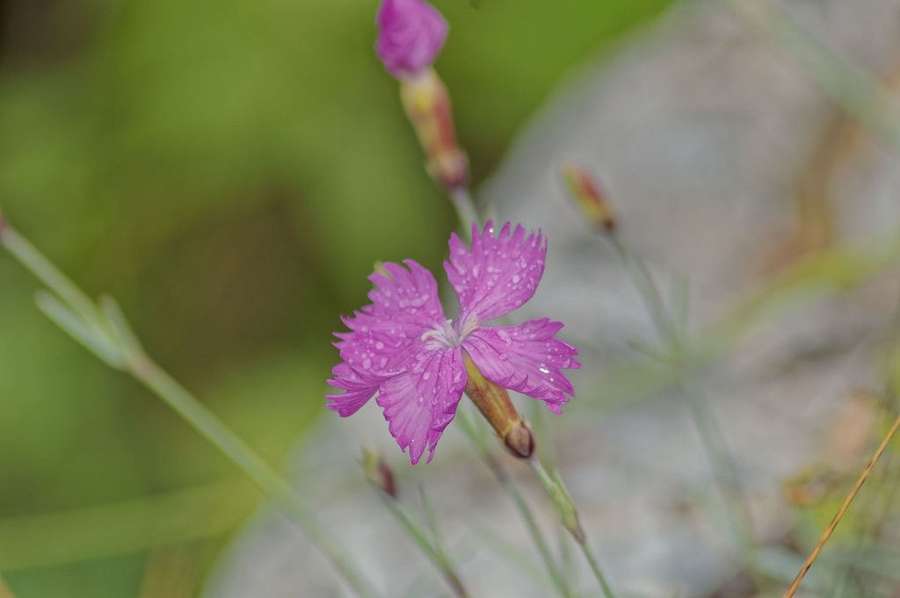 Cheddar Pinks in flower