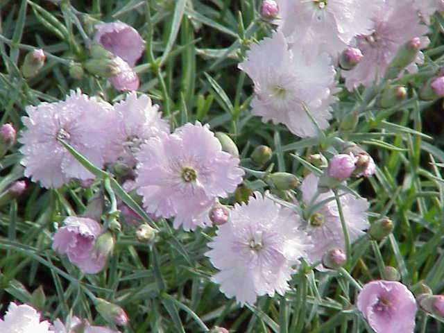 Cheddar Pinks (Dianthus gratianopolitanus)