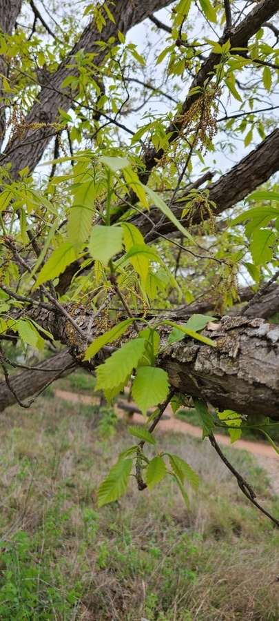 Chinkapin Oak (Quercus muehlenbergii)