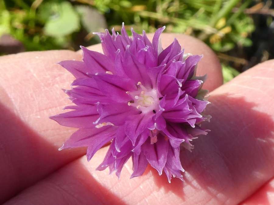 Chives in flower