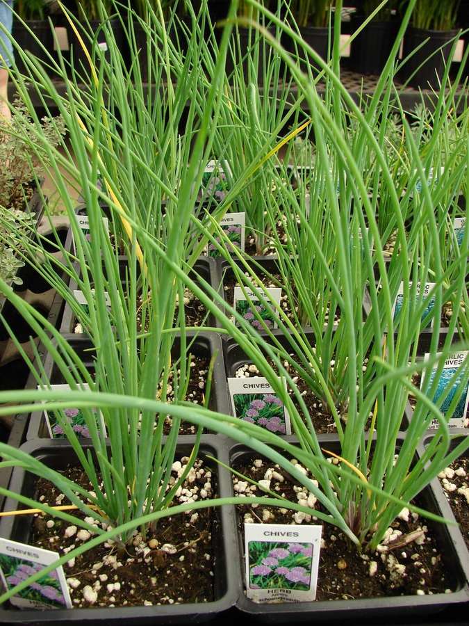 Chives (Allium schoenoprasum)
