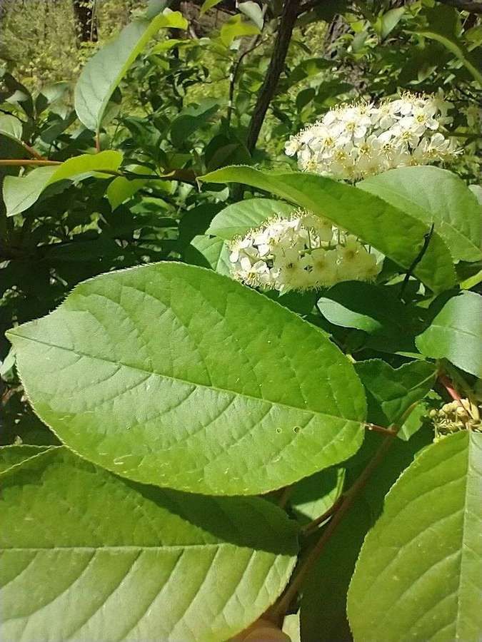 Chokecherry in flower