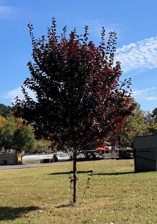 Chokecherry (Prunus virginiana)