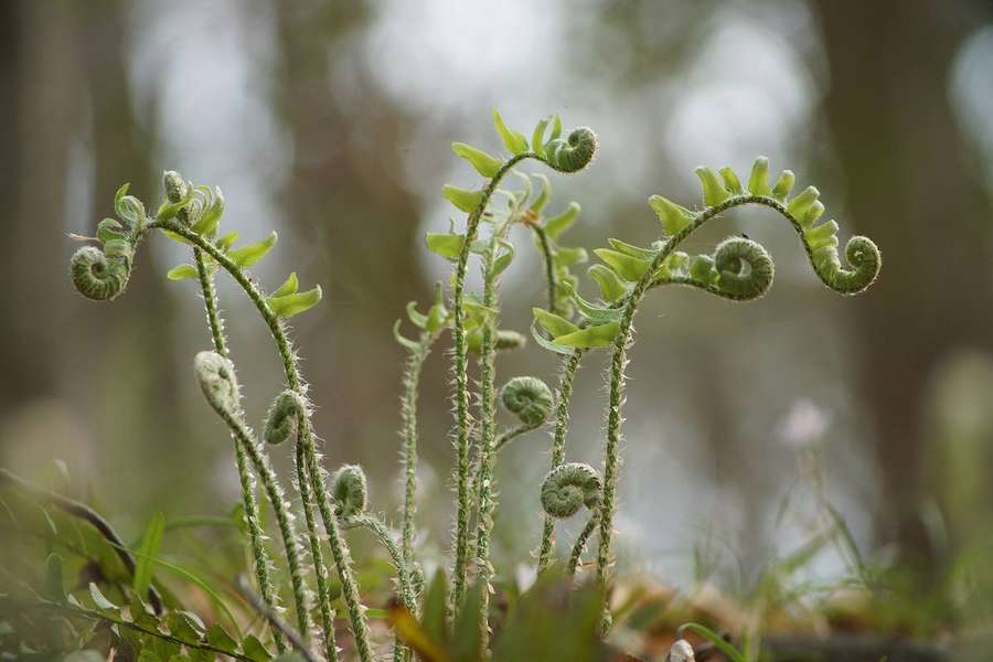 Christmas Fern (Polystichum acrostichoides)