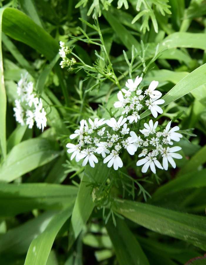 Cilantro in flower