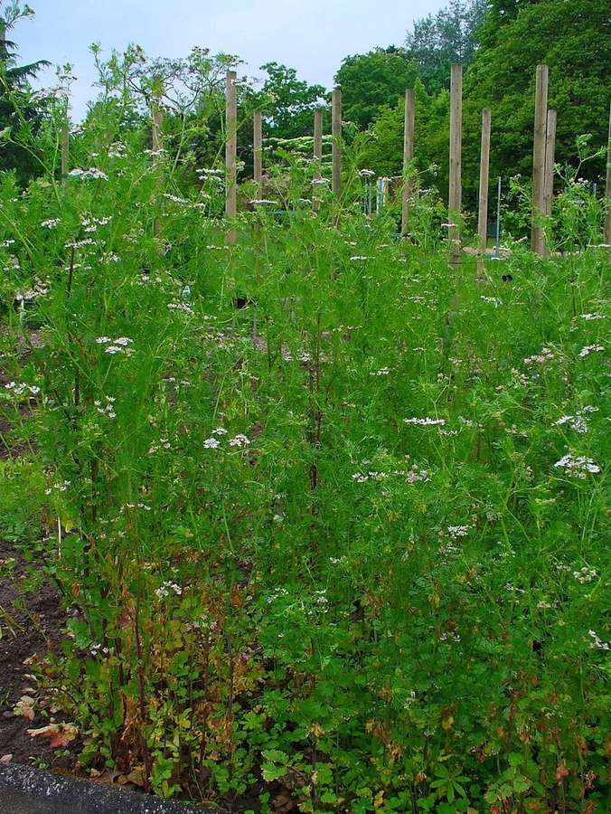 Cilantro (Coriandrum sativum)