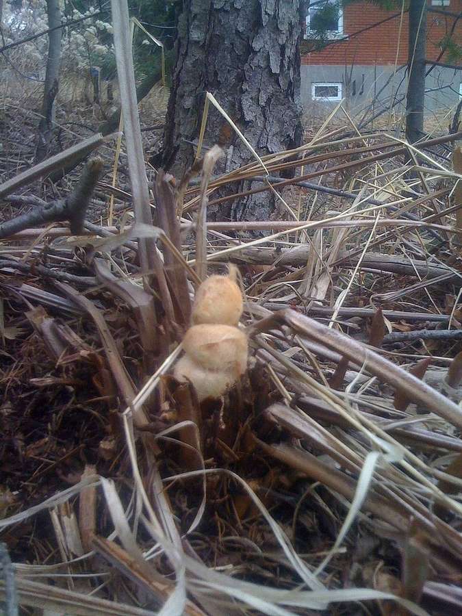 Cinnamon Fern (Osmunda cinnamomeum)