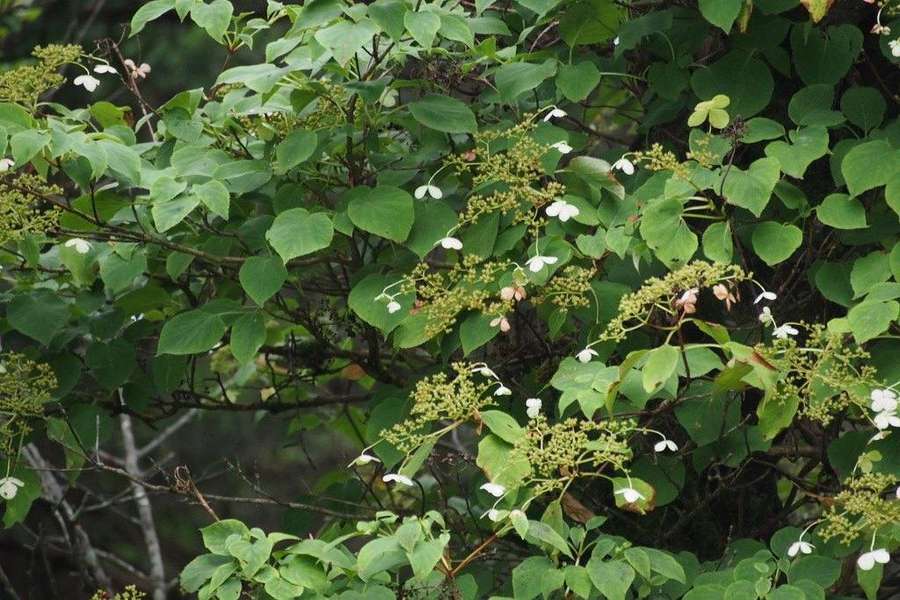 Climbing Hydrangea in flower