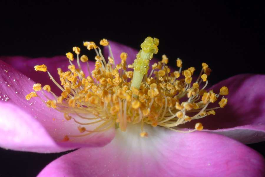 Climbing Prairie Rose (Rosa setigera)