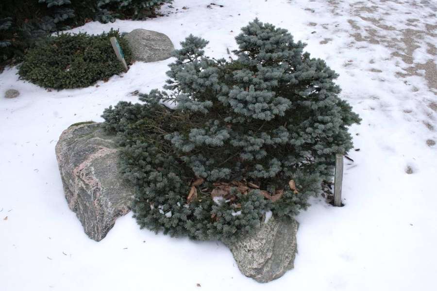 Colorado Spruce (Picea pungens)