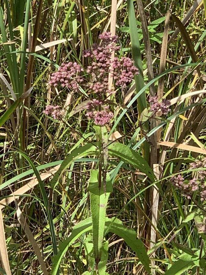 Common Boneset in flower
