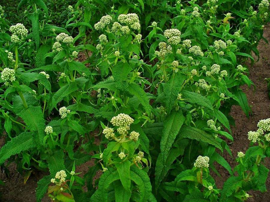 Common Boneset (Eupatorium perfoliatum)