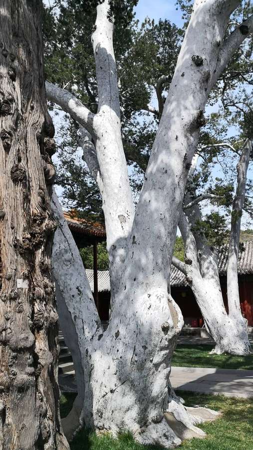 Common Juniper (Juniperus chinensis)