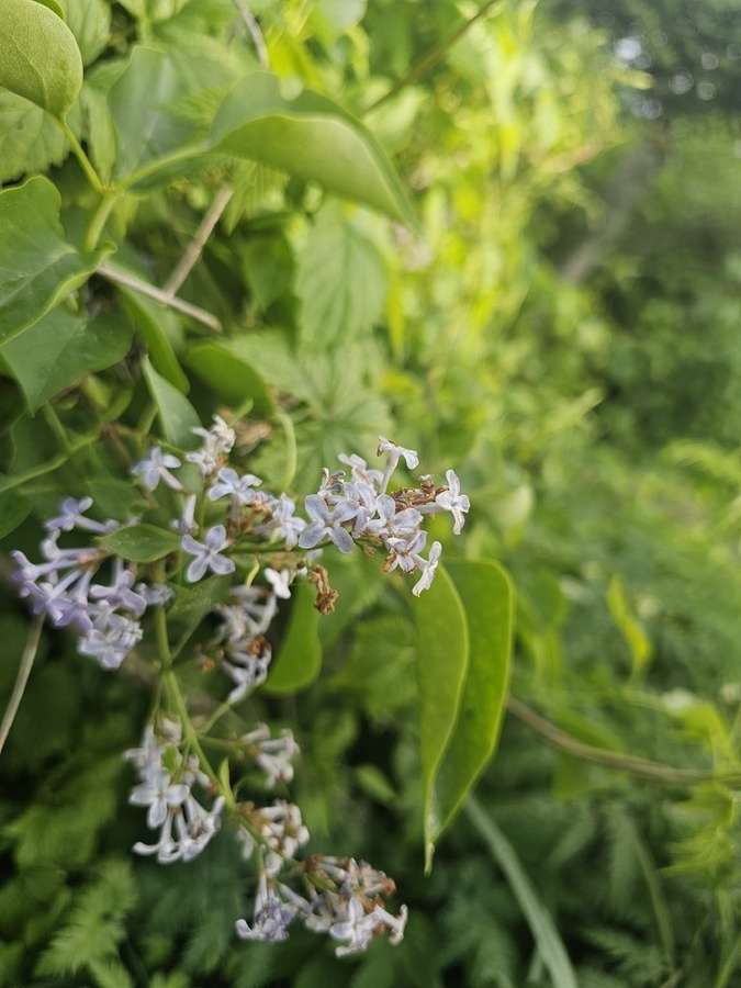 Common Lilac in flower