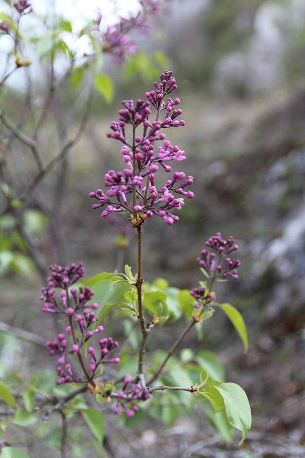 Common Lilac (Syringa vulgaris)