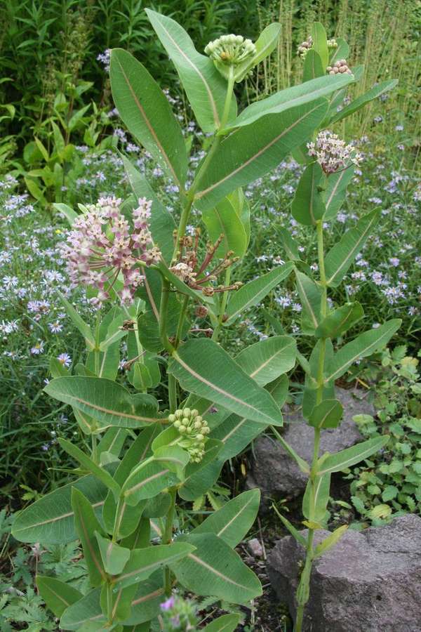 Common Milkweed (Asclepias syriaca)