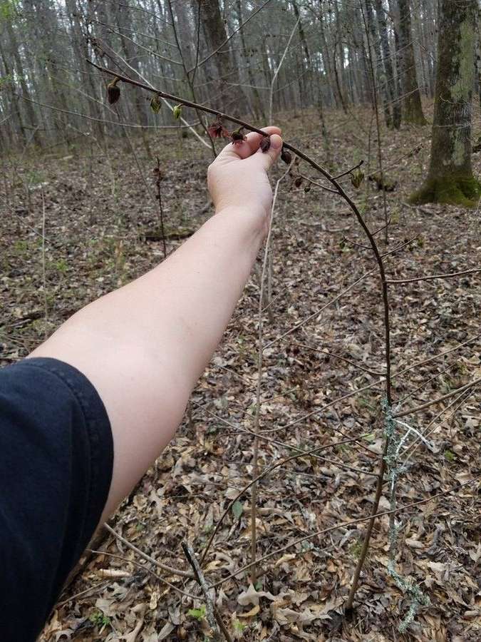Common Pawpaw in flower