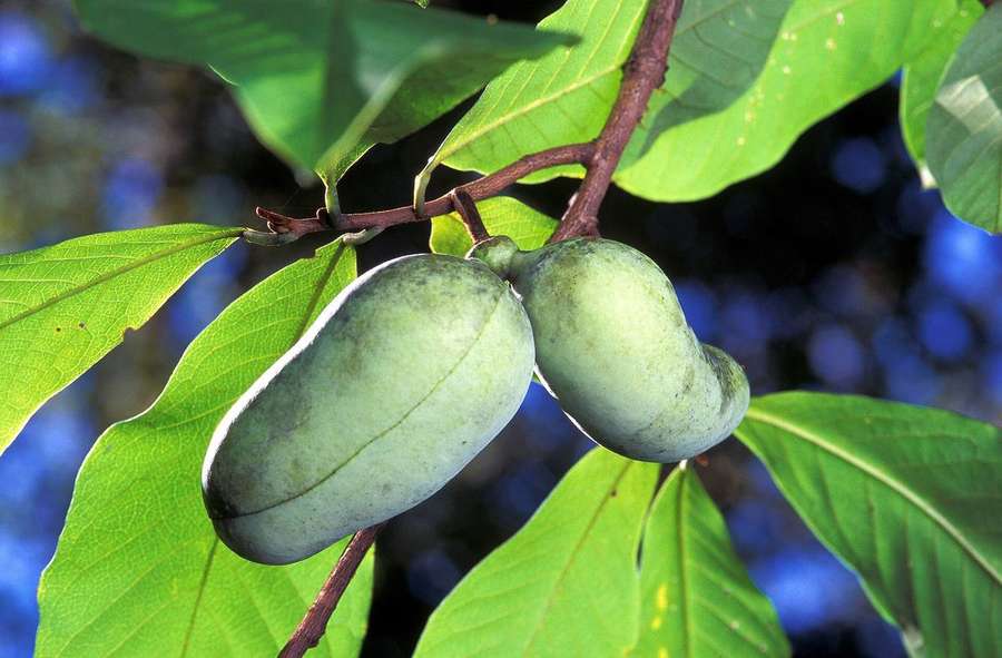 Common Pawpaw (Asimina triloba)