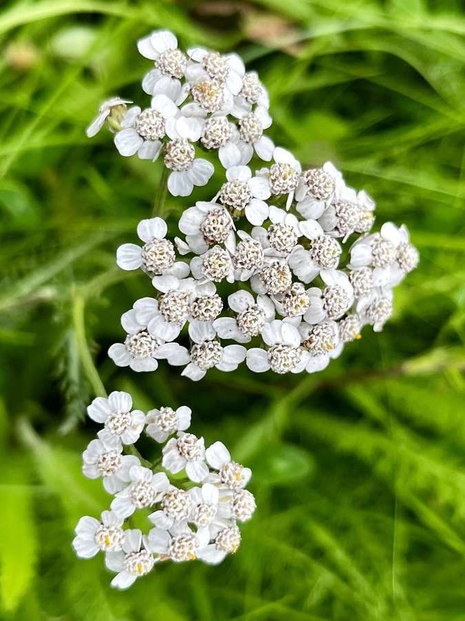 Common Yarrow in flower