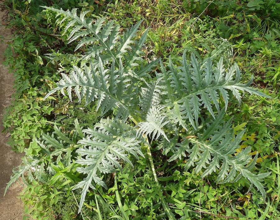 Common Yarrow (Achillea millefolium)