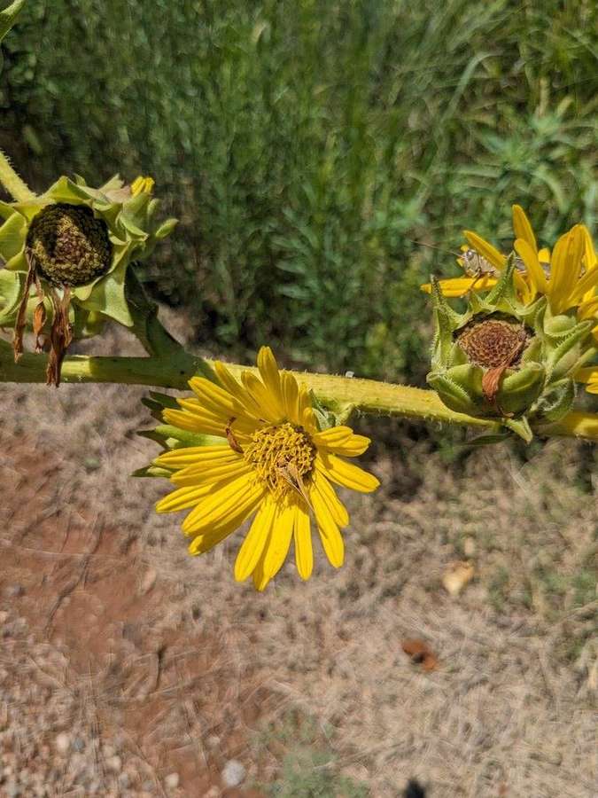 Compass Plant in flower