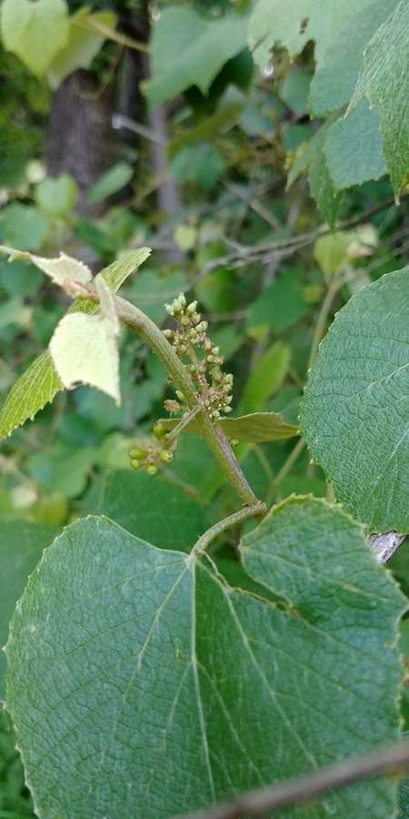 Concord Grape in flower