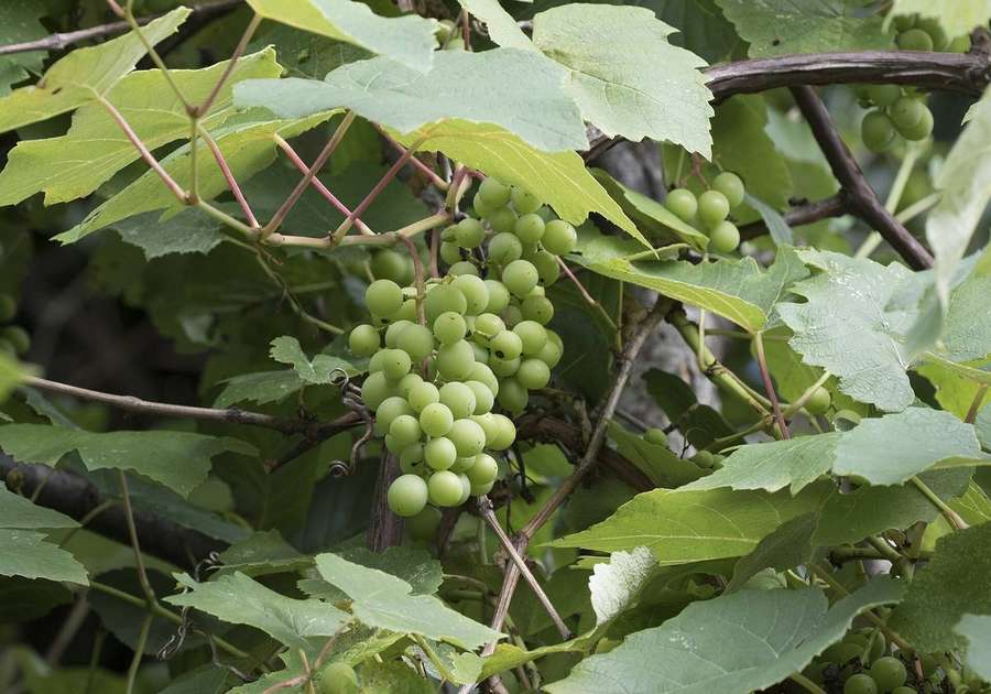 Concord Grape (Vitis labrusca)