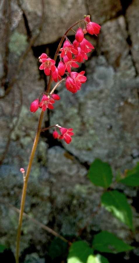 Coral Bells (Heuchera sanguinea)