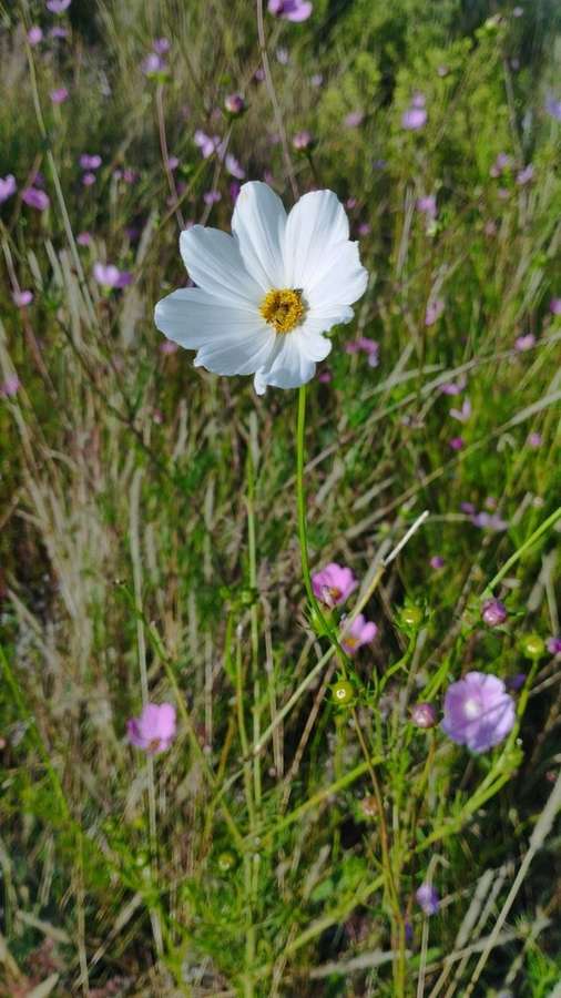Cosmos in flower