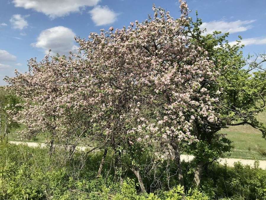 Crabapple in flower