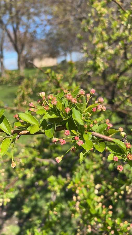 Crabapple (Malus ioensis)