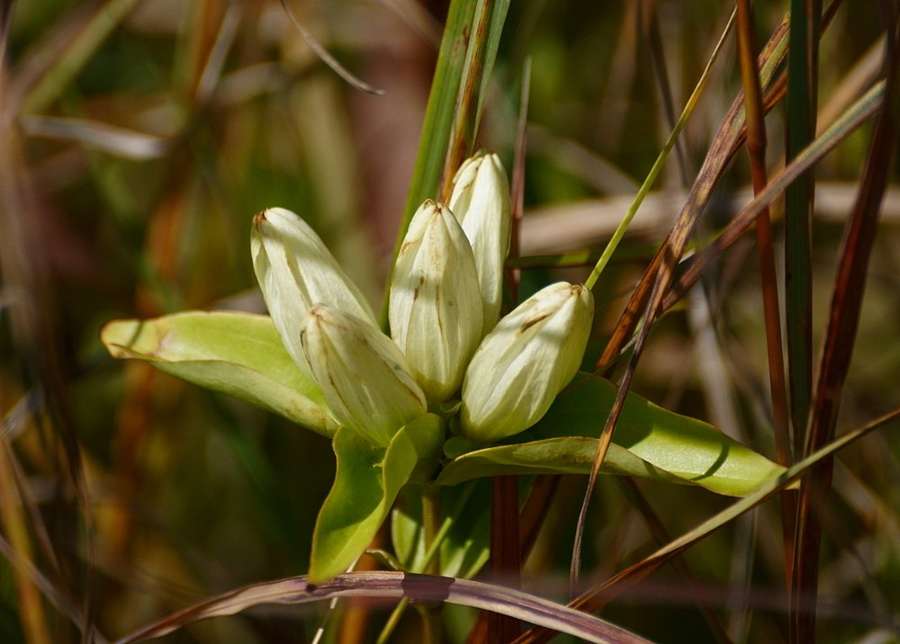 Cream Gentian (Gentiana alba)