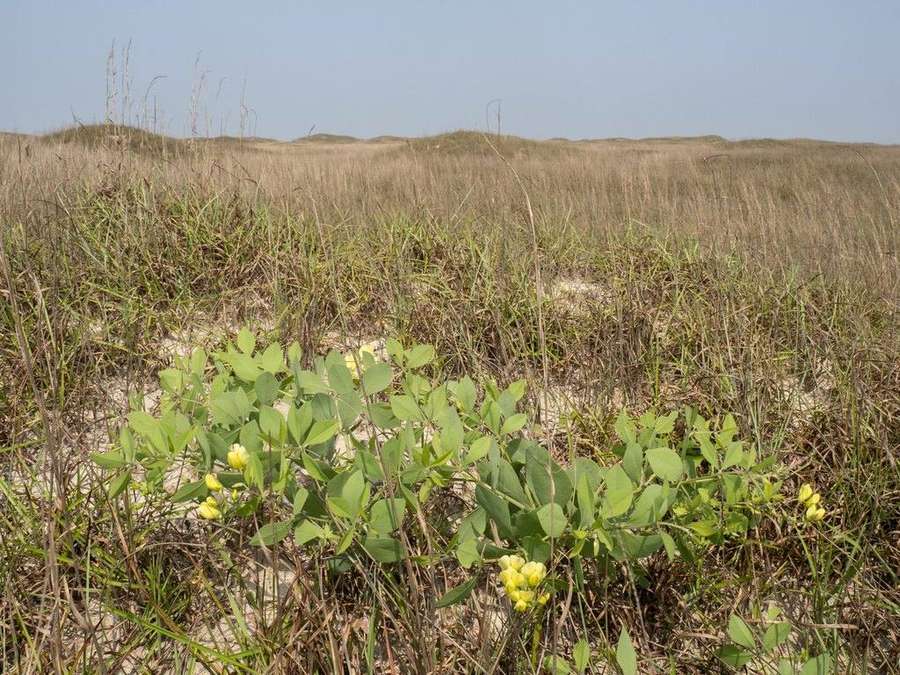 Cream Wild Indigo in flower