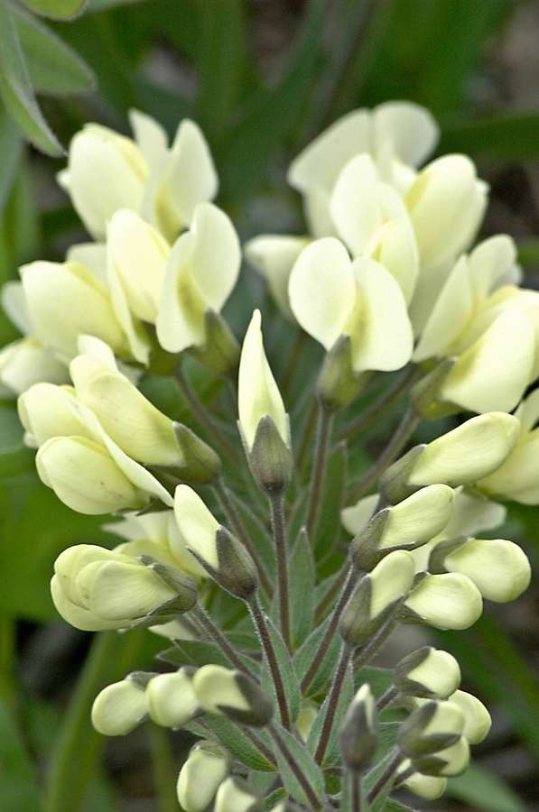 Cream Wild Indigo (Baptisia bracteata)