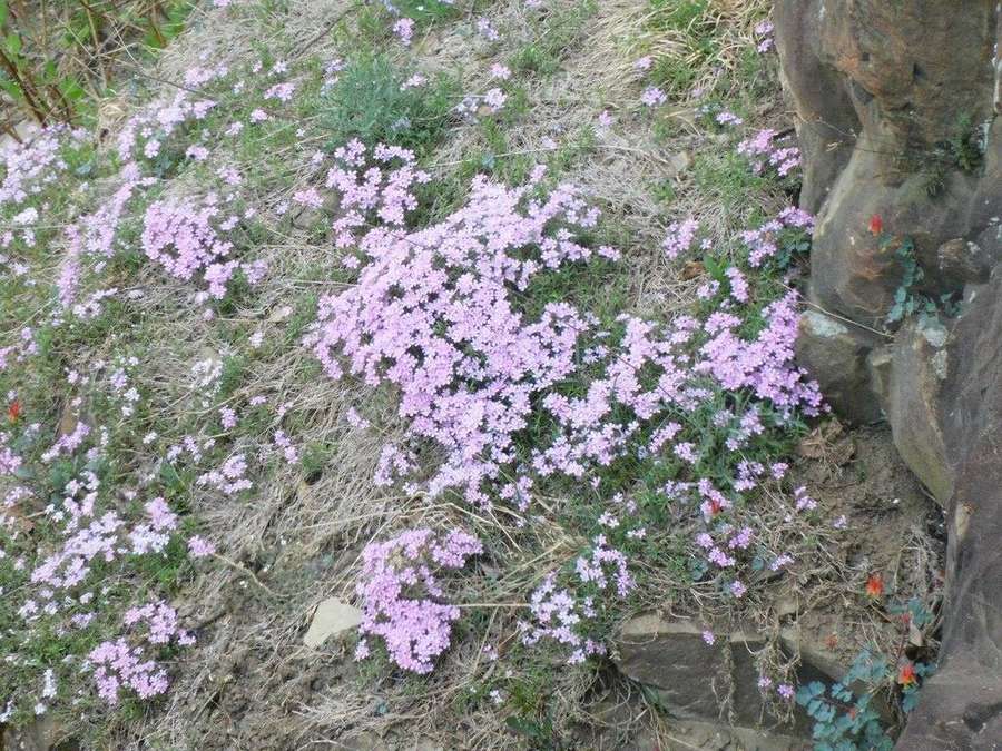 Creeping Phlox in flower