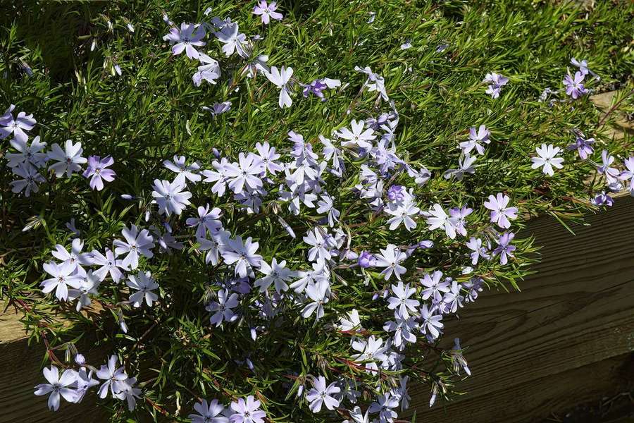 Creeping Phlox (Phlox subulata)