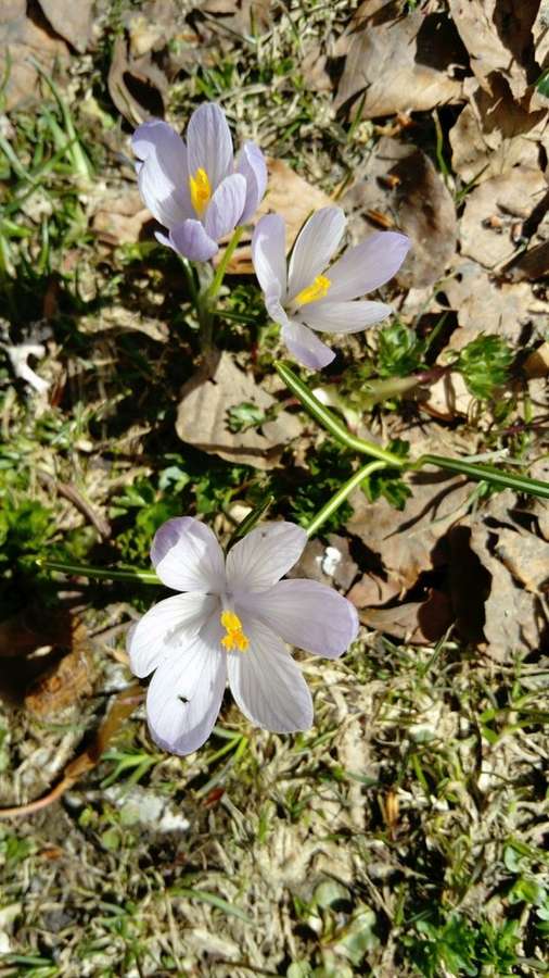 Crocus in flower