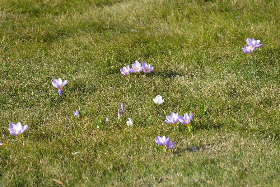 Crocus (Crocus vernus)