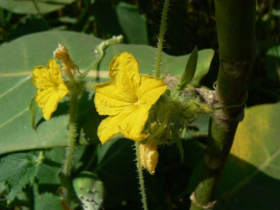 Cucumber in flower