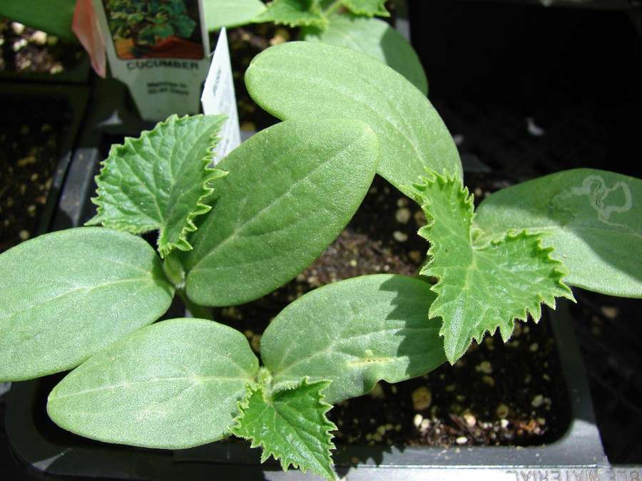 Cucumber (Cucumis sativus)